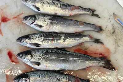 Mattilsynet seier dei må slakte ut fleire merdar – selskapet har klaga to gongar