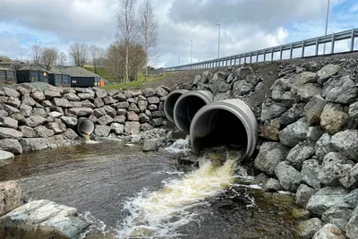 Vegstopp for sjøørreten