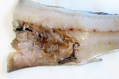 Fryktet parasitt forvandler torsk til gugge – kan spre seg til oppdrettsfisk