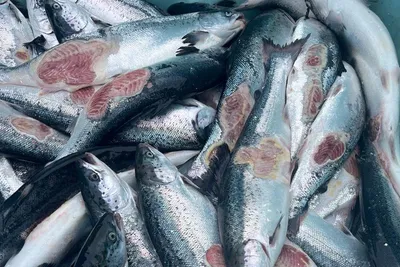 Nær halvering av produksjonsfisk
