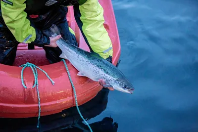 Kjøper fiskehelseselskap til 14 milliarder kroner