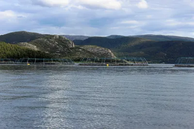 4 prosent mer laks i norske merder