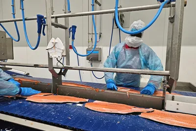 Prisene kommer opp – over 80 kroner kiloet for den største fisken