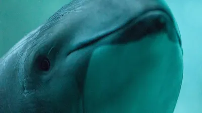 Porpoise probe could take wind out of turbine opponents' sails