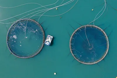 Dropper miljø-laks etter ekstra skatt på fisken