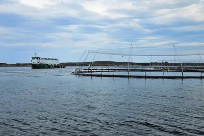 Overgikk forventet slaktevolum med over 20 prosent