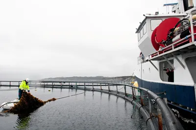 Ekstraordinær høy dødelighet på Lerøy-anlegg utenfor Bergen: – Fisken har hatt store og omfattende problemer. Den har hatt et sammensurium av lidelser, sier fiskehelsenestor