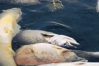 Økonomien i god fiskevelferd og -helse