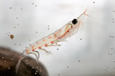 Skuffelse etter skuffelse i Aker Biomarine, digital laksenæring og nye jobber