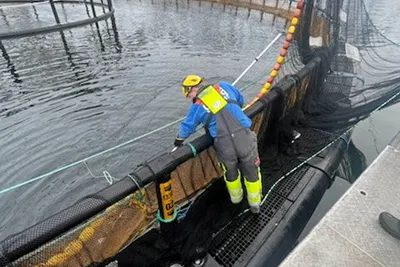 Parasitt kostet lakseselskapet 900 mill.