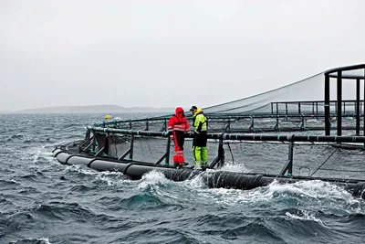 Tillitsvalgte i havbruksnæringa ønsker seg tydeligere regler for arbeid i dårlig vær og utsatt farvann