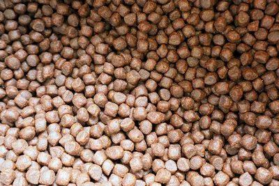 Cargill: – En betydelig del av fiskeoljen erstattes nå med algeolje