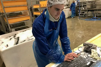 Brede Fannemel (27) jobbar for å gjere framtidas laks meir robust: – Det er utruleg kva potensial som ligg i genetikken