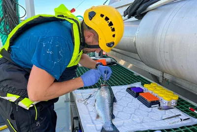 Fiskehelsebiologen: – Man må håndtere utfordringene innen rammene man har, og i mange tilfeller må man ta det «minst gale valget»