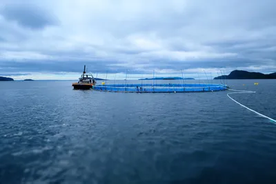 Lave oksygennivåer tok livet av fisk. Nå går Grieg Seafood sammen med Innovasea i nytt prosjekt