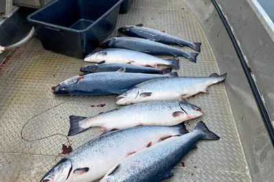 Lerøy mister ASC-sertifisering etter rømming