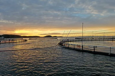 Oppdrettere: – «Torskepause» gjør at vi risikerer å snuble på målstreken.