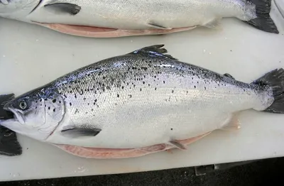 Prodfisk-konflikten: - Forventer at statsråden lytter til dette
