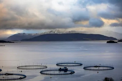 Fiskehelsekspertene oppsummerer luseåret 2024: – Vi har aldri hatt så mange behandlinger