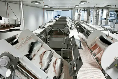SSB-prisen falt til under 50 kr/kg