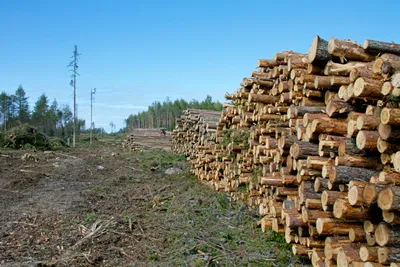 'Climate harm risk' of biomass for power production without CCS, warns major report