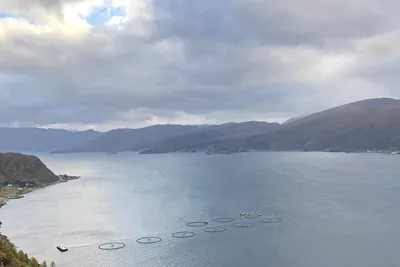 8 prosent mer laks i sjøen