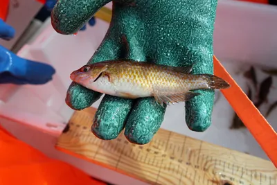 Tiltaket skulle beskytte rensefisken – nå er det dødsårsak nummer én