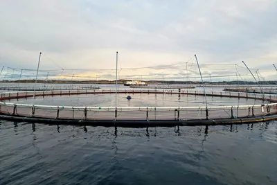 Nå må det tilrettelegges for vekst i torskeoppdrett