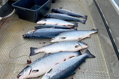 Mattilsynet innrømmer: Har undervurdert risikoen ved å la syk fisk stå for lenge
