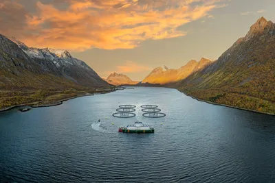 Investeringsfond inngår samarbeid med norsk torskeoppdretter
