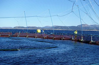 Eide fjordbruk får gebyr på 237.240 kroner etter det Mattilsynet meiner er grovt og aktlaus brot på dyrevelferdslova