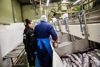 Venter 3000 sesongarbeidere fra Øst-Europa – kommunelege frykter mange ikke tester seg