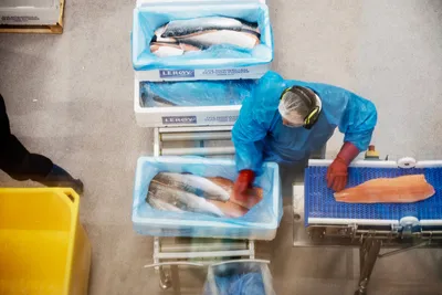 Lakseprisen: – Totalt ustabil og uten mål og mening