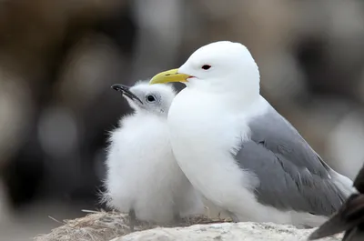 RWE fumes at further seabirds delay to $9bn UK offshore wind farm