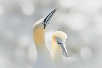 New seabird modelling tool could 'transform' offshore wind planning