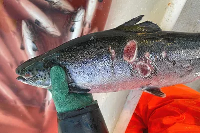 Betalte millioner etter ulovlig lakseeksport