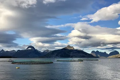 Tror havbruk vil vokse seg større: – Vi oppdretter mer i volum og flere arter