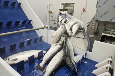 Mener lakseprisen skal litt ned