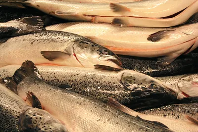 Mattilsynet med avklaring om fiskesortering om bord på slaktebåter