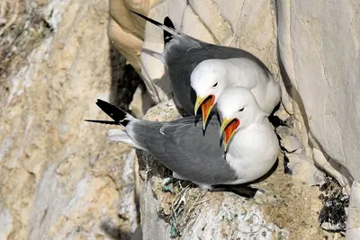 RWE lawyer 'shocked' at UK planning delay to $9bn Dogger Bank South wind farm over seabirds