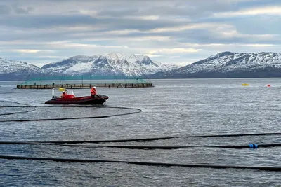 Tester nytt kombinert anlegg for laks og tare