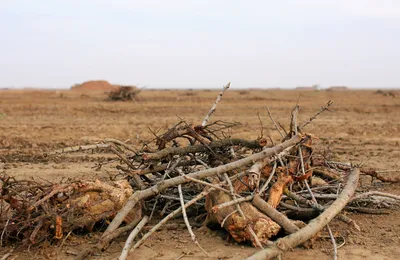 UK launches new support scheme for hydrogen produced from biomass and waste with CCS