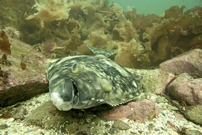 Nordic Halibut om kveiterømmingen: 70,6 prosent tatt i gjenfangst