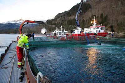 Fiskeridirektoratet: Betydelig hopp i lakseoppdretterens produksjonskostnader