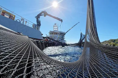 Har identifisert giften som drepte sju millioner fisk