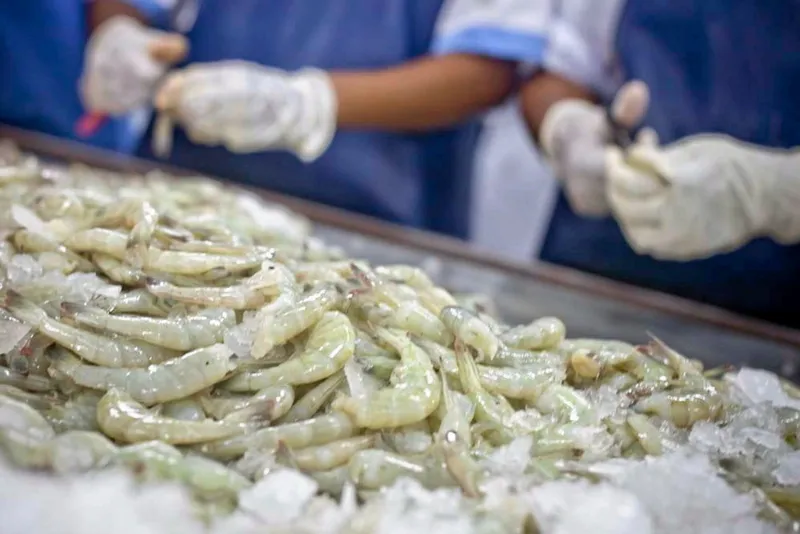 Indian Startup Develops Novel Shrimp Feed to Combat Costly Diseases