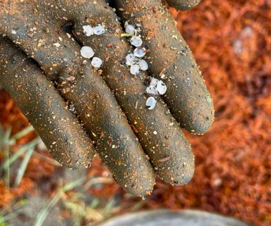 Smoltanlegg lekket 35 millioner plastkuler ut i fjorden