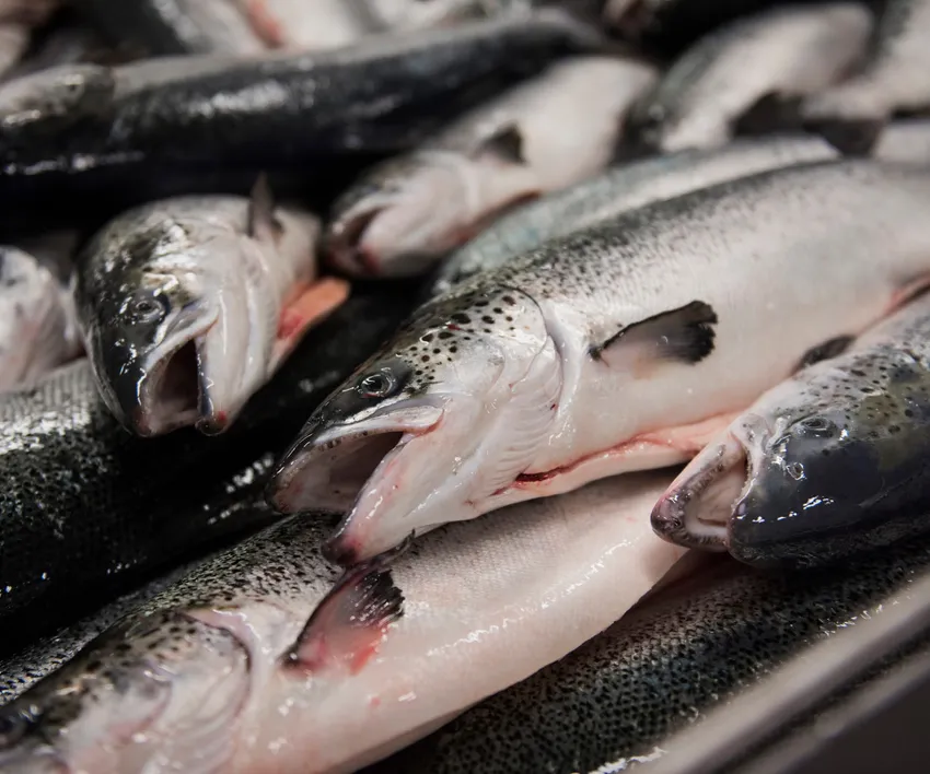Grieg Seafood vant ankesaken