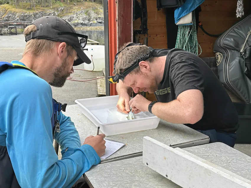 Aldri før har det blitt målt så høye lusetall på sjøørret – fant fisk med nedbeitet ryggfinne og sår