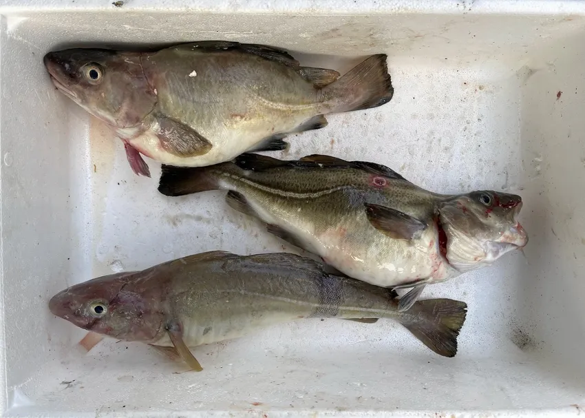Fiskere oppdaget mystisk torsk – nå krangler oppdretteren på gebyrvarsel